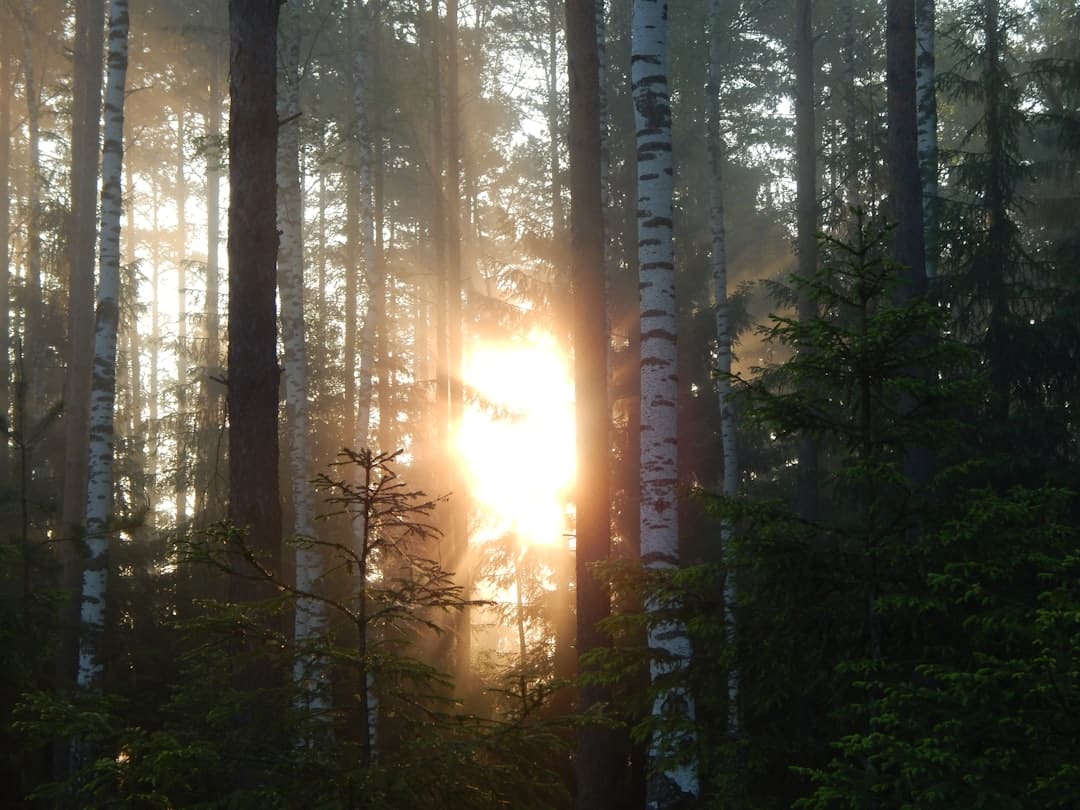 découvrez l'importance de la lumière du soleil dans notre quotidien. apprenez comment le sunlight influence notre bien-être, notre environnement et notre santé, tout en explorant des conseils pour en profiter pleinement tout au long de l'année.