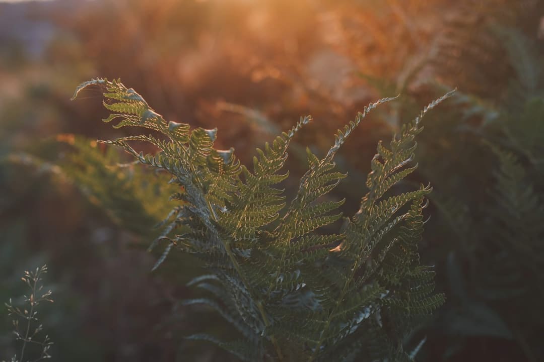 découvrez l'importance d'un rituel matinal pour bien commencer la journée. transformez vos matinées avec des habitudes saines et motivantes qui renforcent votre productivité, votre bien-être et votre humeur.