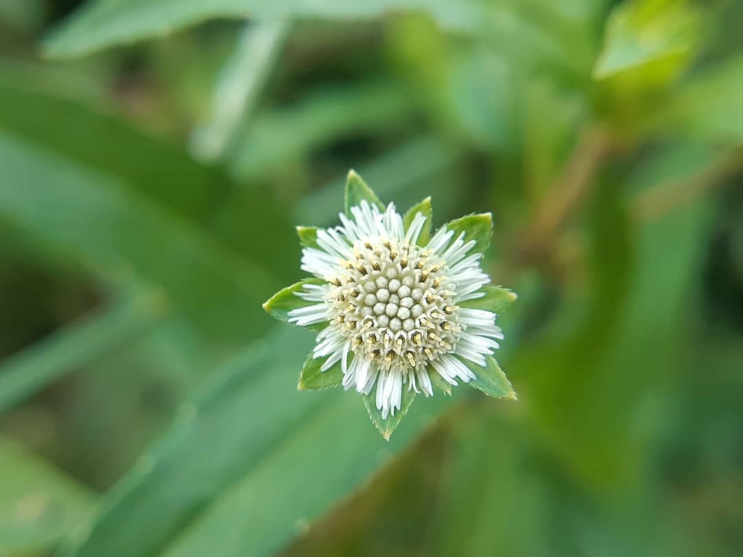 découvrez les bienfaits de la phytothérapie, une approche naturelle qui utilise les plantes pour améliorer votre santé et votre bien-être. explorez nos conseils, recettes et traitements à base de plantes pour un équilibre harmonieux.